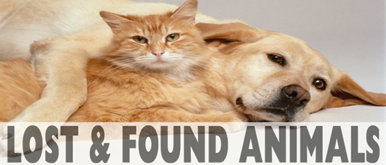 Lost & Found Animal Banner: Displaying a cat and dog