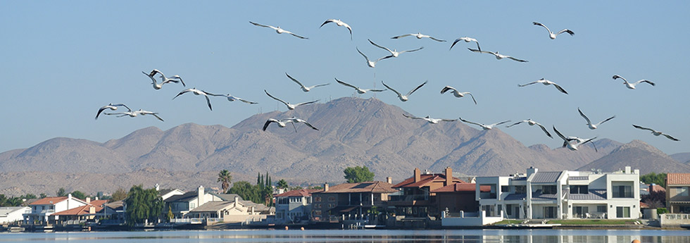 seagulls flying over lake